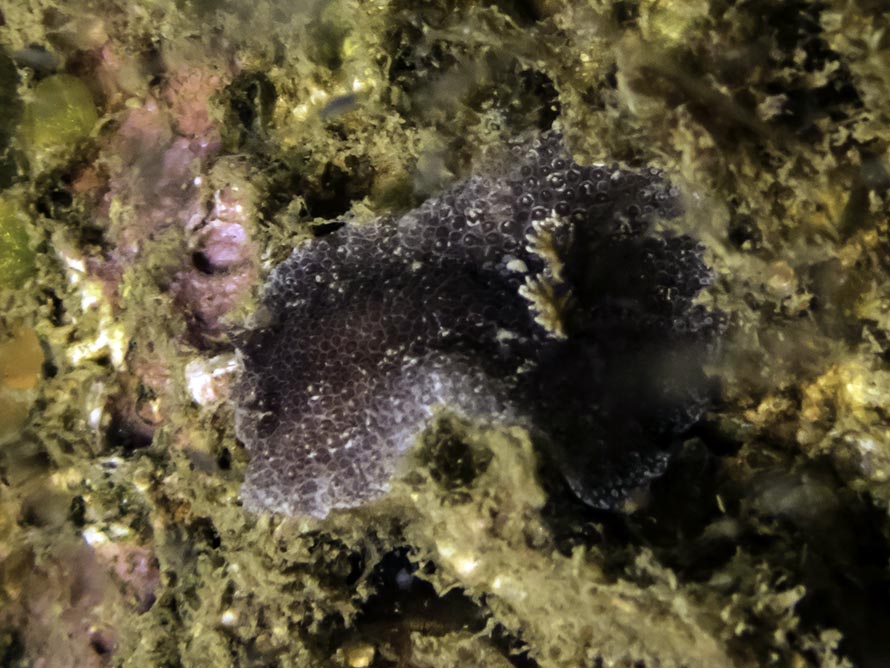 Carminodoris sp. A